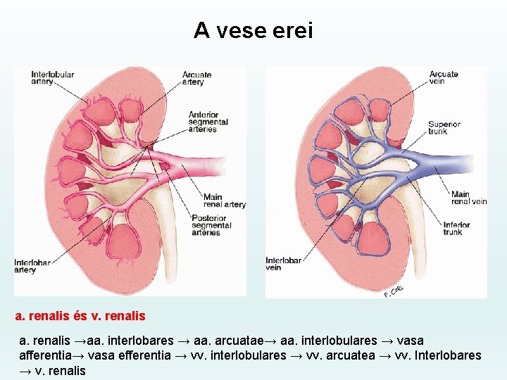 A vese erei a. renalis és v. renalis a. renalis →aa. interlobares → aa.