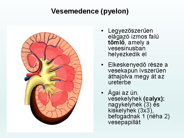 Vesemedence (pyelon) • Legyezőszerűen elágazó izmos falú tömlő, amely a vesesinusban helyezkedik el •