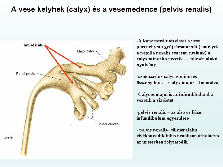 A vese kelyhek (calyx) és a vesemedence (pelvis renalis) infundibula -A koncentrált vizeletet a
