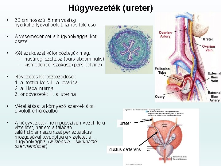 Húgyvezeték (ureter) • 30 cm hosszú, 5 mm vastag nyálkahártyával bélelt, izmos falú cső