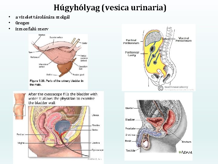 Húgyhólyag (vesica urinaria) • • • a vizelet tárolására szolgál üreges izmos falú szerv