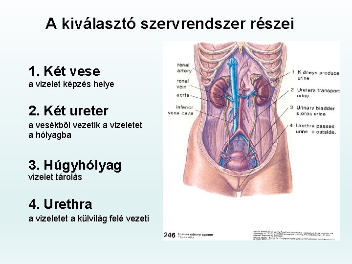 A kiválasztó szervrendszer részei 1. Két vese a vizelet képzés helye 2. Két ureter