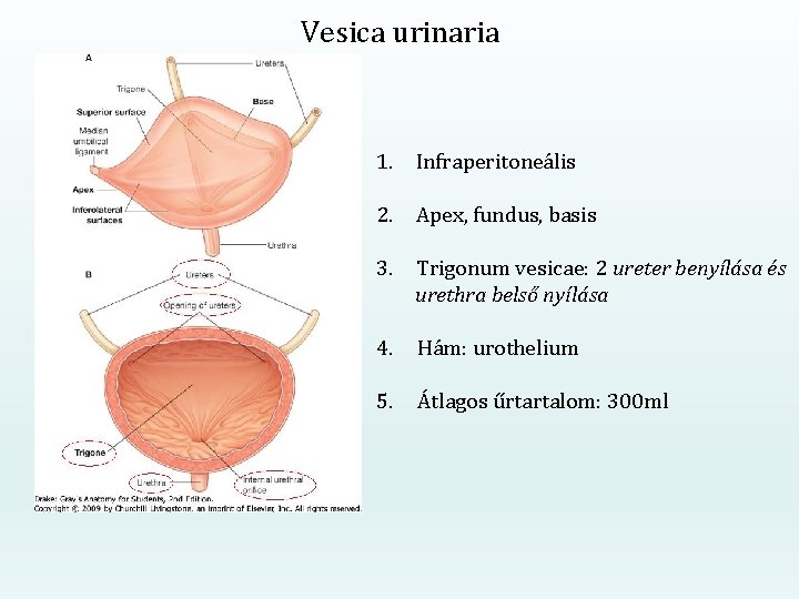 Vesica urinaria 1. Infraperitoneális 2. Apex, fundus, basis 3. Trigonum vesicae: 2 ureter benyílása