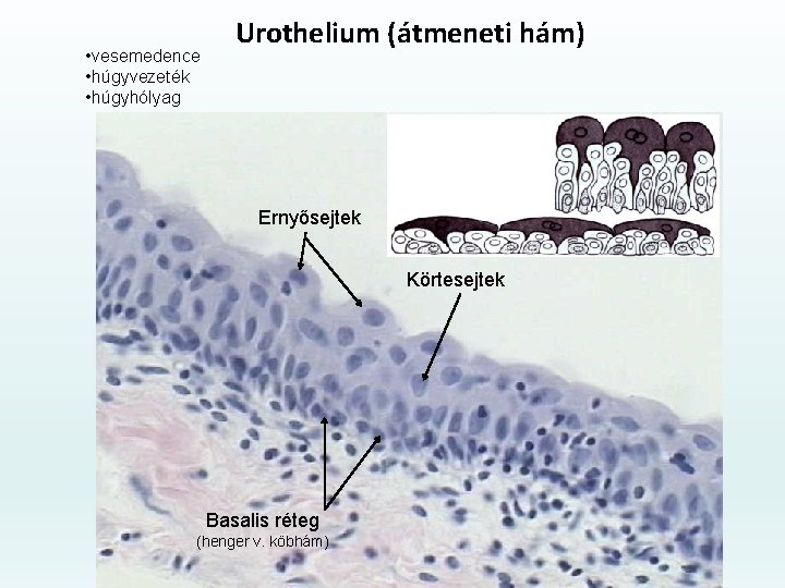  • vesemedence • húgyvezeték • húgyhólyag Urothelium (átmeneti hám) Ernyősejtek Körtesejtek Basalis réteg