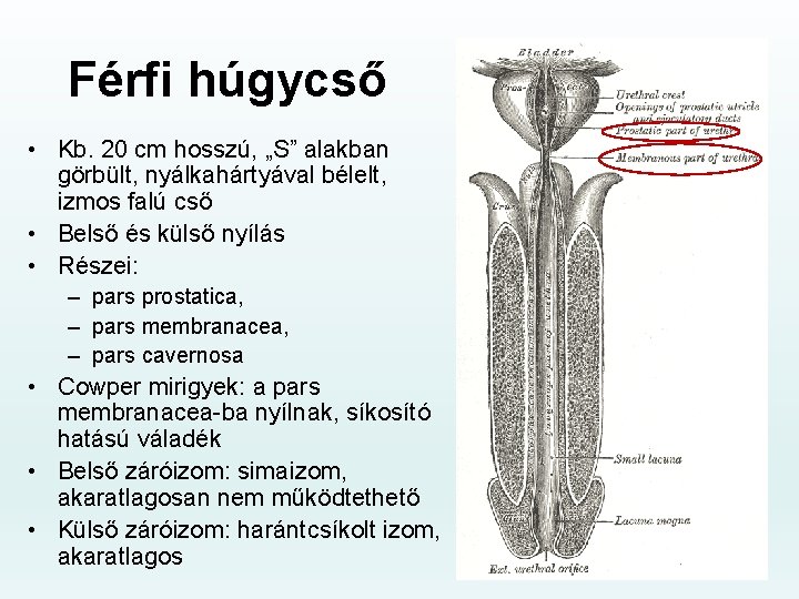 Férfi húgycső • Kb. 20 cm hosszú, „S” alakban görbült, nyálkahártyával bélelt, izmos falú