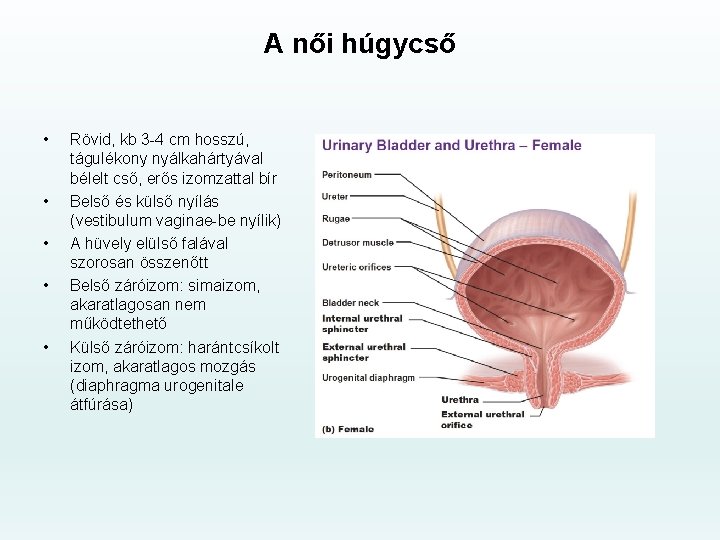 A női húgycső • • • Rövid, kb 3 -4 cm hosszú, tágulékony nyálkahártyával