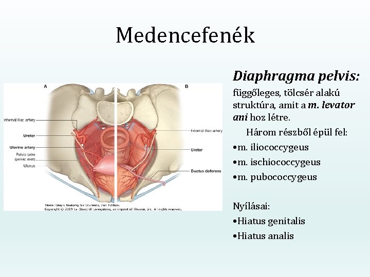 Medencefenék Diaphragma pelvis: függőleges, tölcsér alakú struktúra, amit a m. levator ani hoz létre.