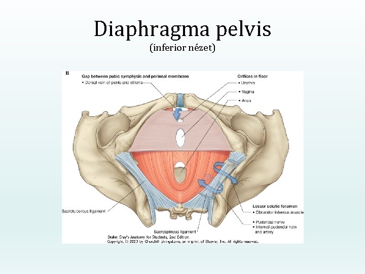 Diaphragma pelvis (inferior nézet) 