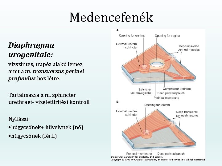 Medencefenék Diaphragma urogenitale: vízszintes, trapéz alakú lemez, amit a m. transversus perinei profundus hoz