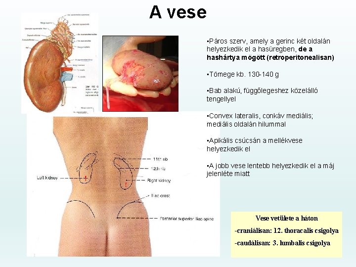 A vese • Páros szerv, amely a gerinc két oldalán helyezkedik el a hasüregben,