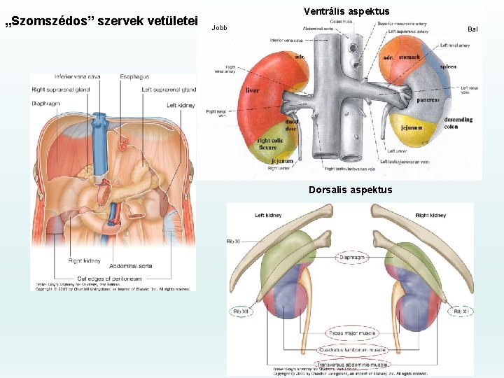 „Szomszédos” szervek vetületei Ventrális aspektus Jobb Bal Dorsalis aspektus 