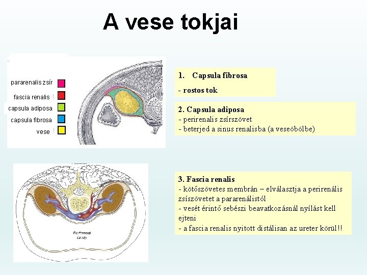 A vese tokjai pararenalis zsír fascia renalis capsula adiposa capsula fibrosa vese 1. Capsula