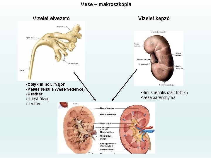 Vese – makroszkópia Vizelet elvezető • Calyx minor, major • Pelvis renalis (vesemedence) •