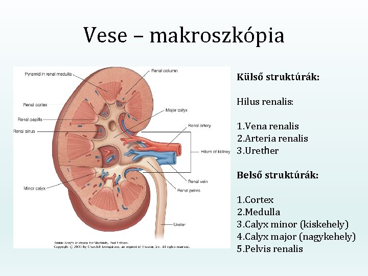 Vese – makroszkópia Külső struktúrák: Hilus renalis: 1. Vena renalis 2. Arteria renalis 3.