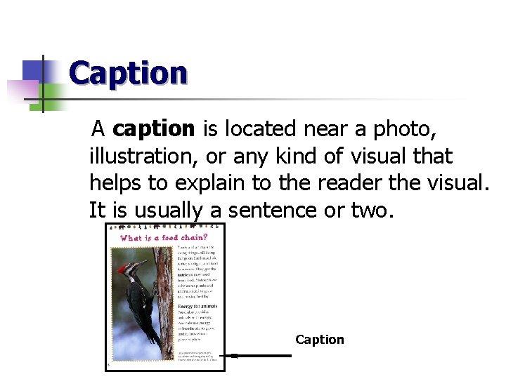 Caption A caption is located near a photo, illustration, or any kind of visual