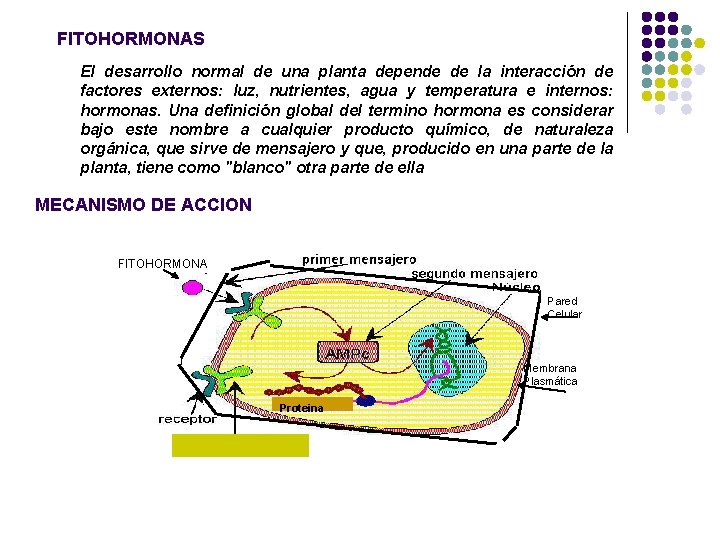 FITOHORMONAS El desarrollo normal de una planta depende de la interacción de factores externos: