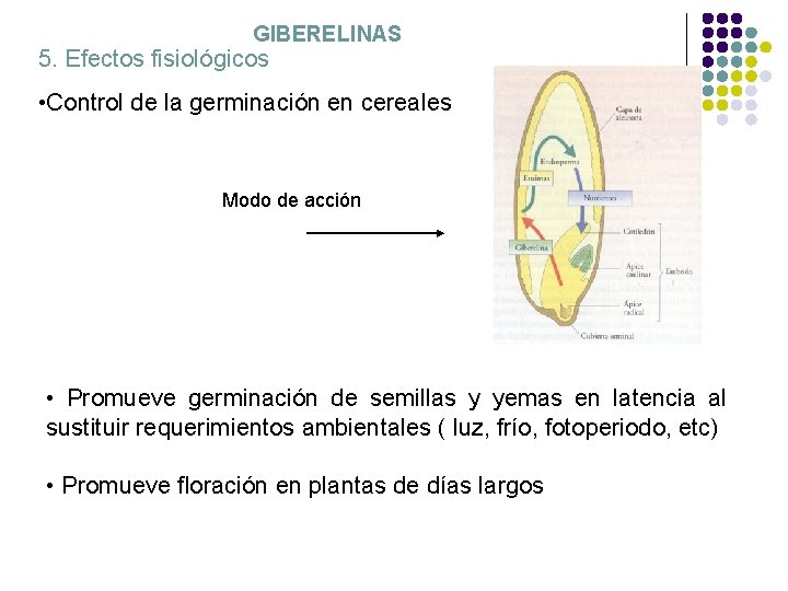 GIBERELINAS 5. Efectos fisiológicos • Control de la germinación en cereales Modo de acción