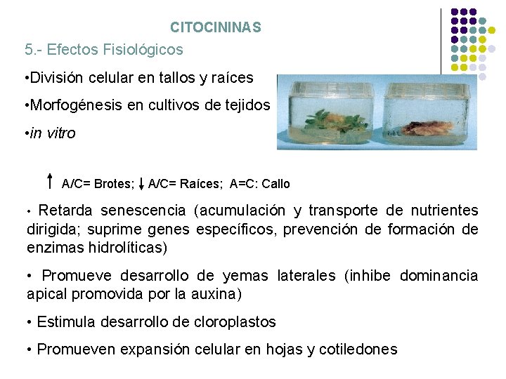 CITOCININAS 5. - Efectos Fisiológicos • División celular en tallos y raíces • Morfogénesis