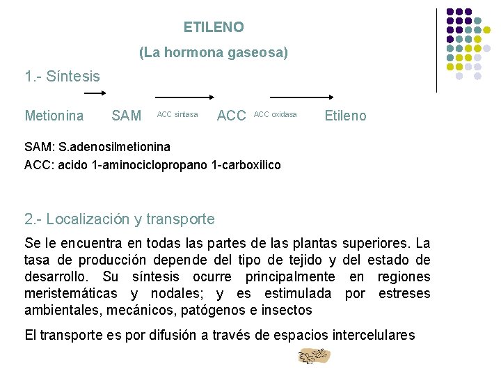 ETILENO (La hormona gaseosa) 1. - Síntesis Metionina SAM ACC sintasa ACC oxidasa Etileno