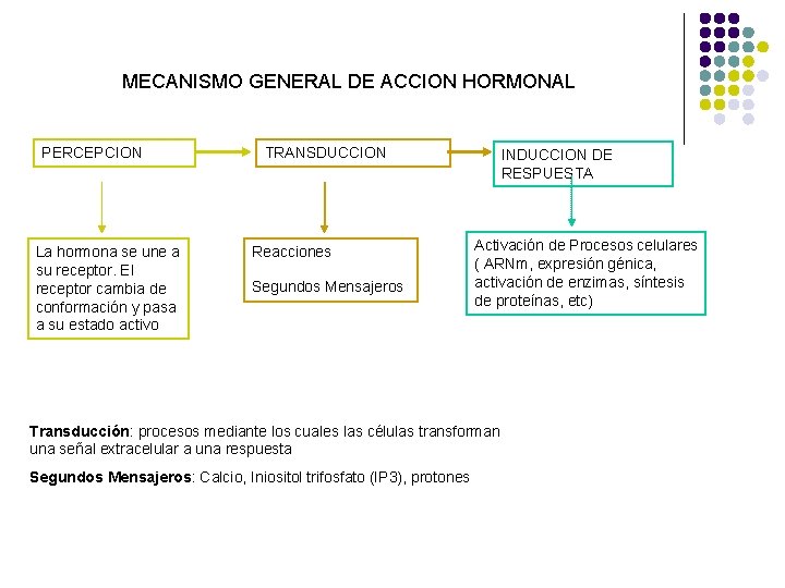 MECANISMO GENERAL DE ACCION HORMONAL PERCEPCION La hormona se une a su receptor. El