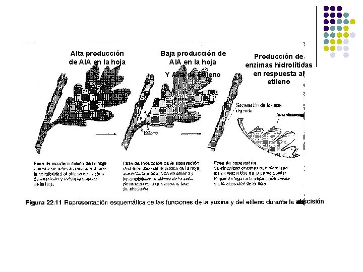 Alta producción de AIA en la hoja Baja producción de AIA en la hoja