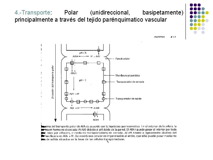 4. -Transporte: Polar (unidireccional, basipetamente) principalmente a través del tejido parénquimatico vascular 