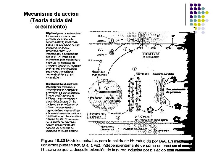 Mecanismo de accion (Teoría ácida del crecimiento) 