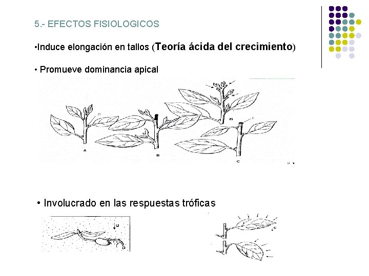 5. - EFECTOS FISIOLOGICOS • Induce elongación en tallos (Teoría ácida del crecimiento) •
