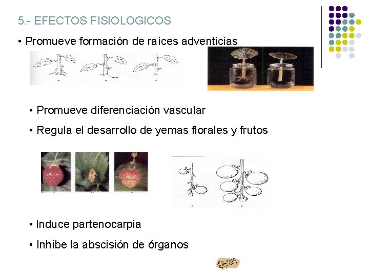 5. - EFECTOS FISIOLOGICOS • Promueve formación de raíces adventicias • Promueve diferenciación vascular