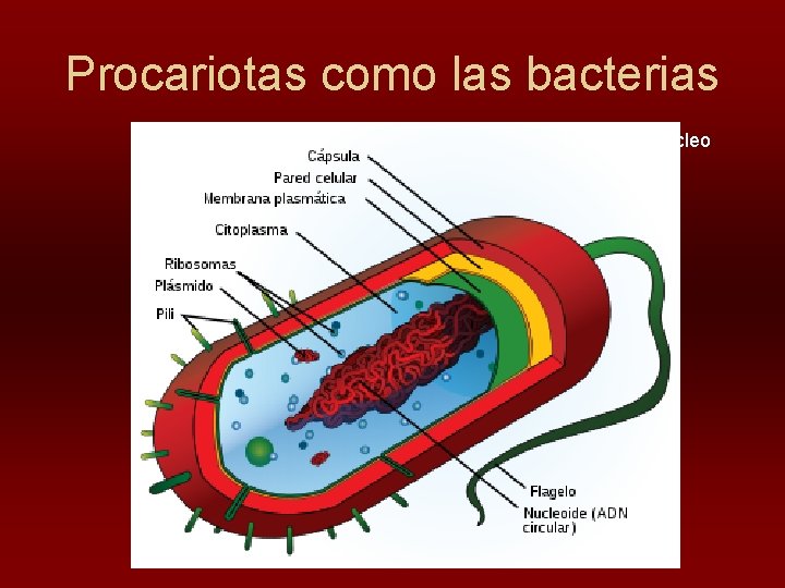 Procariotas como las bacterias No tienen núcleo 