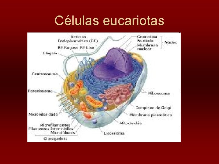 Células eucariotas 
