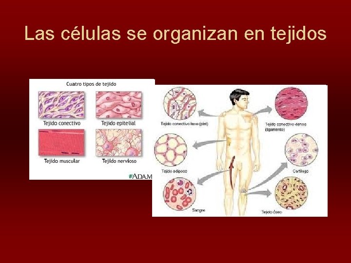 Las células se organizan en tejidos 