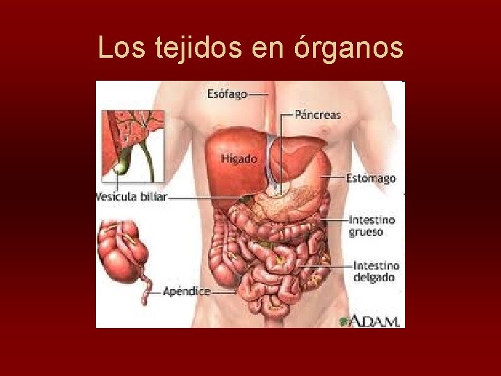 Los tejidos en órganos 