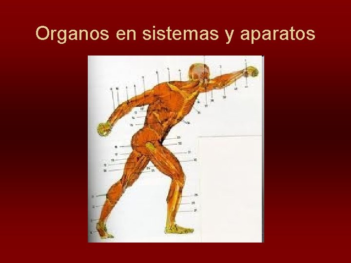 Organos en sistemas y aparatos 