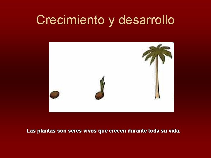 Crecimiento y desarrollo Las plantas son seres vivos que crecen durante toda su vida.