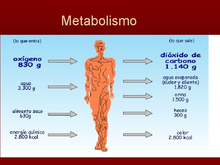 Metabolismo 