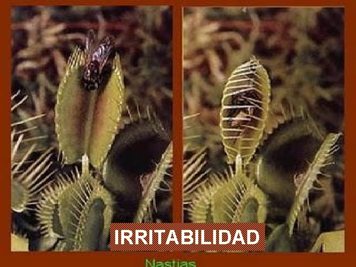 IRRITABILIDAD 