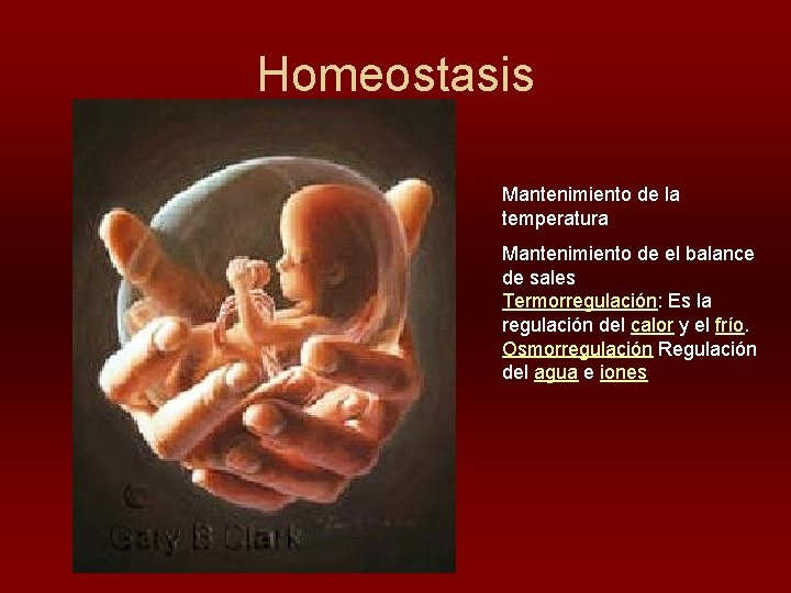 Homeostasis Mantenimiento de la temperatura Mantenimiento de el balance de sales Termorregulación: Es la