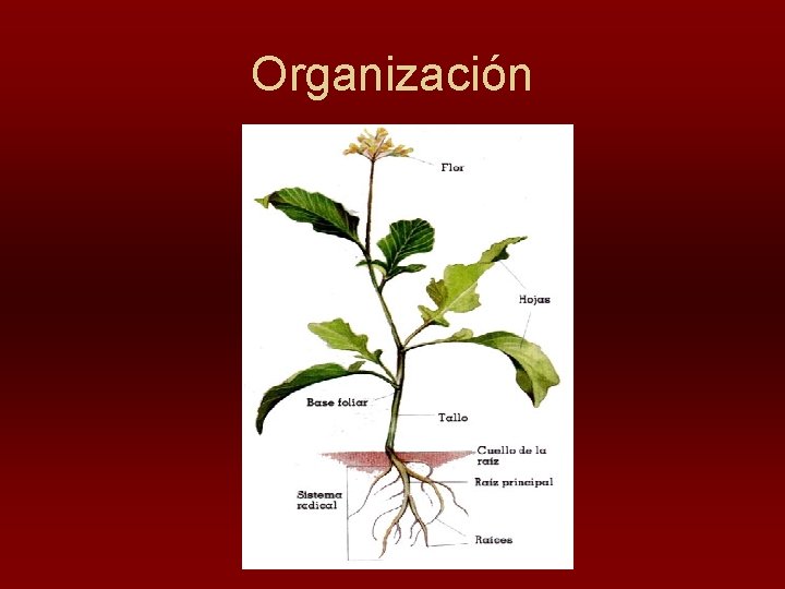 Organización 