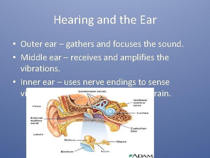 Hearing and the Ear • Outer ear – gathers and focuses the sound. •