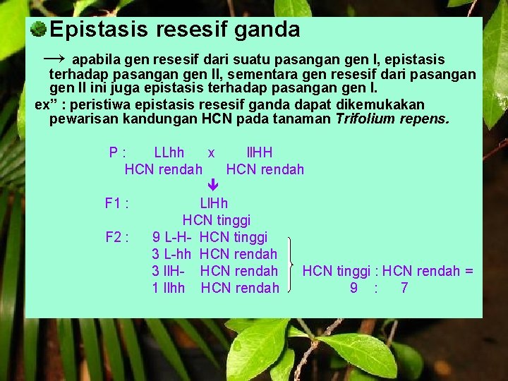 Epistasis resesif ganda → apabila gen resesif dari suatu pasangan gen I, epistasis terhadap