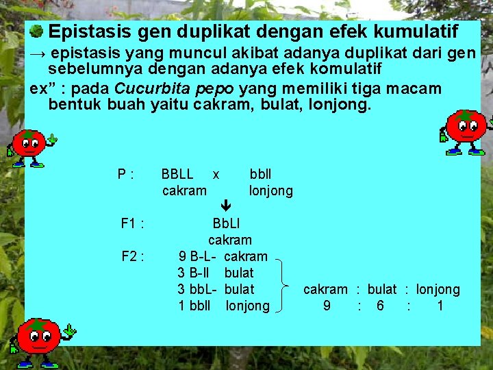 Epistasis gen duplikat dengan efek kumulatif → epistasis yang muncul akibat adanya duplikat dari