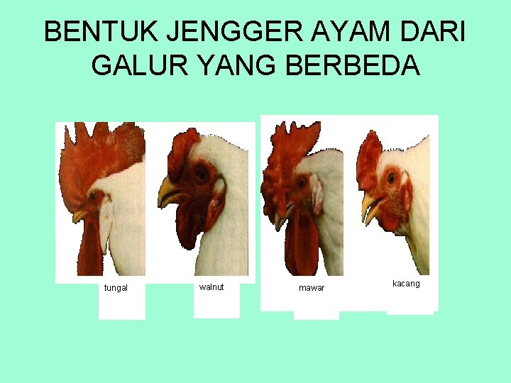 BENTUK JENGGER AYAM DARI GALUR YANG BERBEDA tungal walnut mawar kacang 