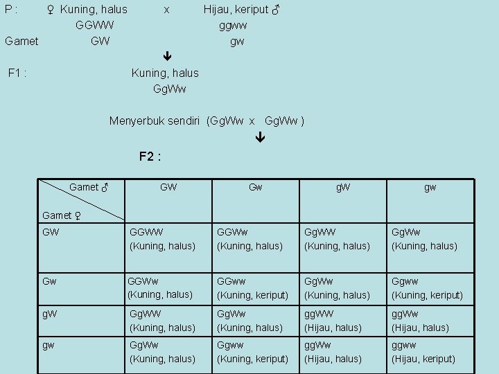 P: ♀ Kuning, halus GGWW Gamet GW x Hijau, keriput ♂ ggww gw Kuning,