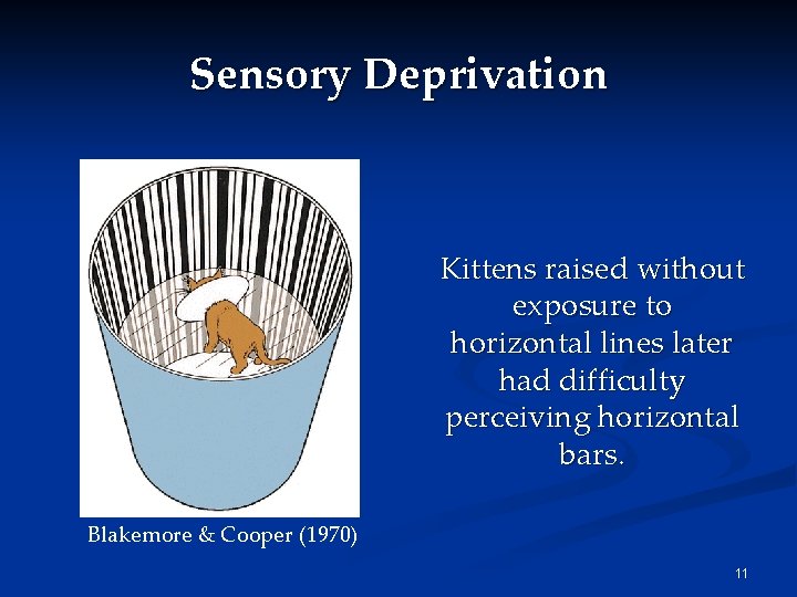 Sensory Deprivation Kittens raised without exposure to horizontal lines later had difficulty perceiving horizontal