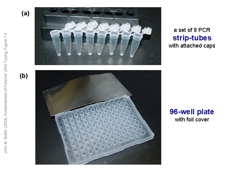 John M. Butler (2009) Fundamentals of Forensic DNA Typing, Figure 7. 4 (a) a