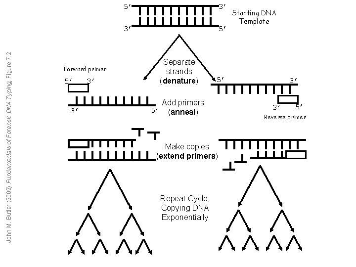 John M. Butler (2009) Fundamentals of Forensic DNA Typing, Figure 7. 2 Forward primer