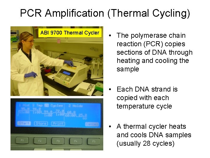 PCR Amplification (Thermal Cycling) ABI 9700 Thermal Cycler • The polymerase chain reaction (PCR)