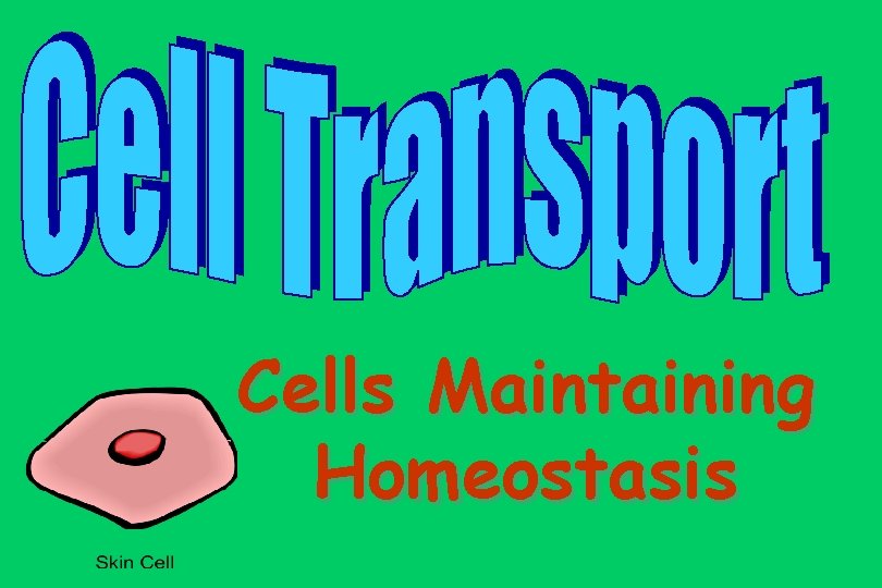 Cells Maintaining Homeostasis 