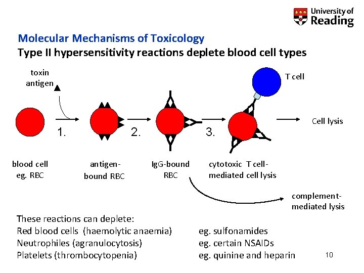 Molecular Mechanisms of Toxicology Type II hypersensitivity reactions deplete blood cell types toxin antigen